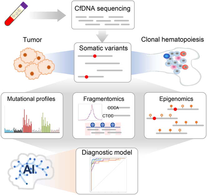Cancer-like fragmentomics of cfDNA with SV